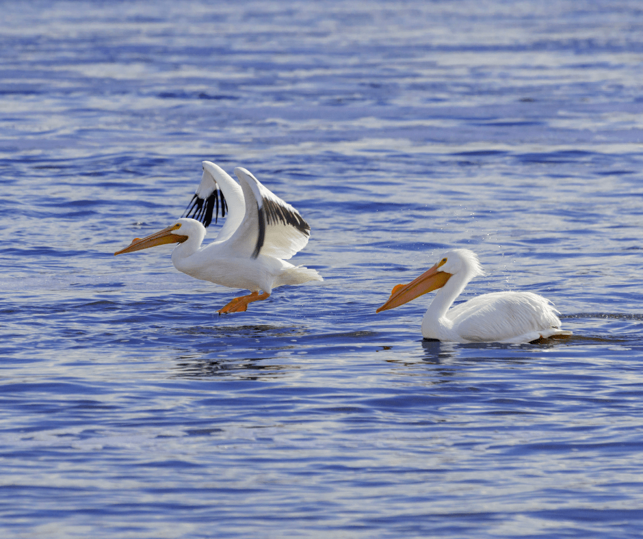 Witness the Majestic Migration of the American White Pelican at Lake&nbsp;Texoma