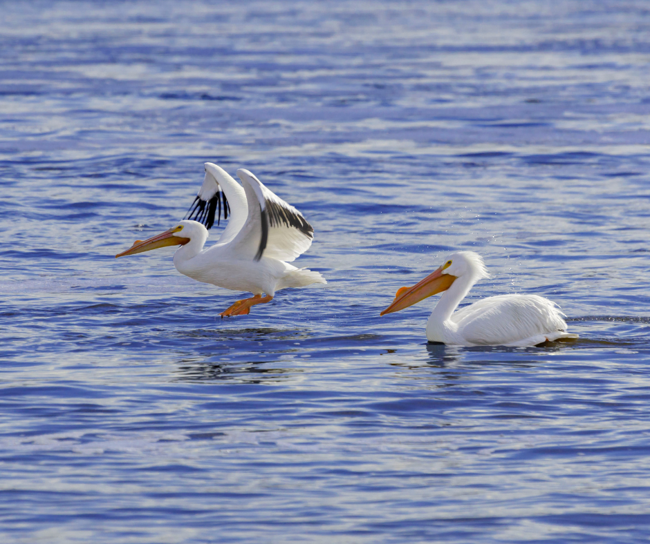 Witness the Majestic Migration of the American White Pelican at Lake Texoma